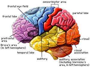 diagram of the brain